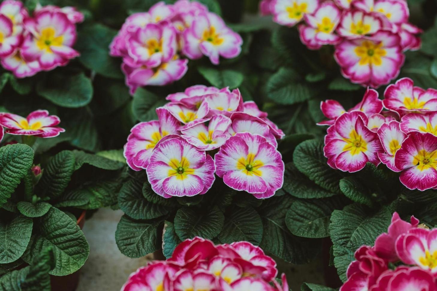 Fresh flower arrangements in our Baku studio